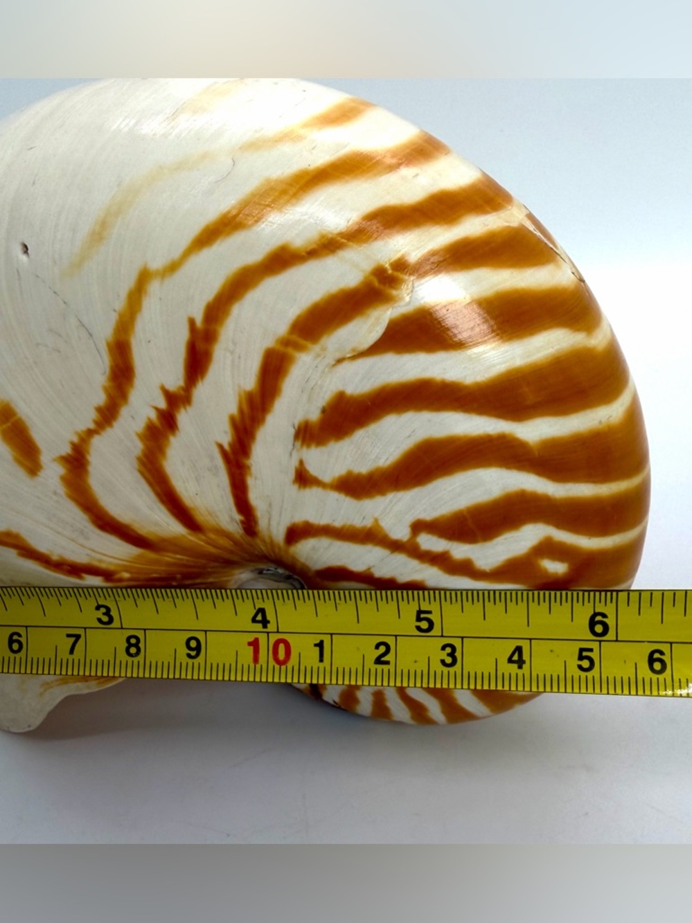 6” Nautilus Shell Tiger Striped Coastal Decor Accent READ Description - Picture 14 of 15